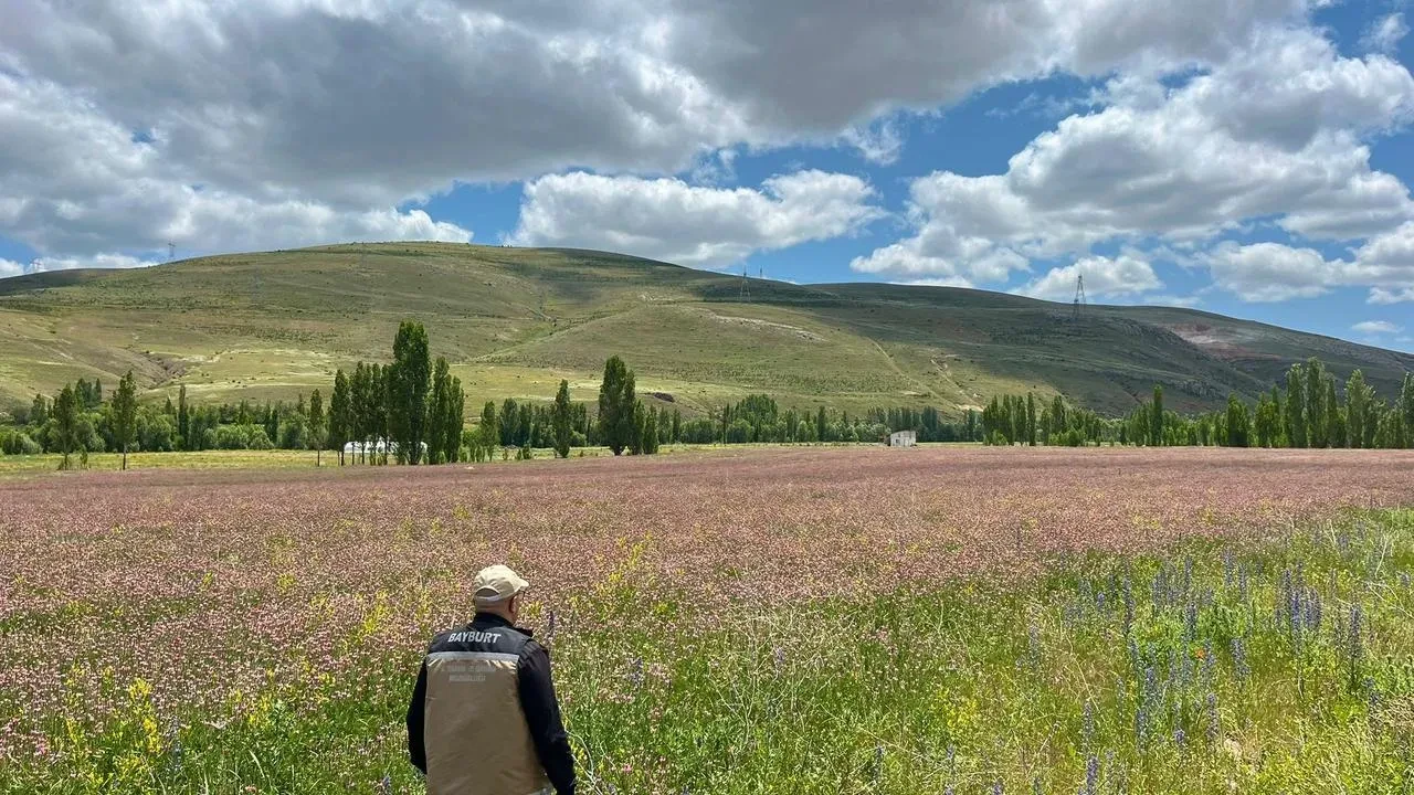 Bayburt ve Aydıntepe çiftçileri yem bitkisi üretiyor