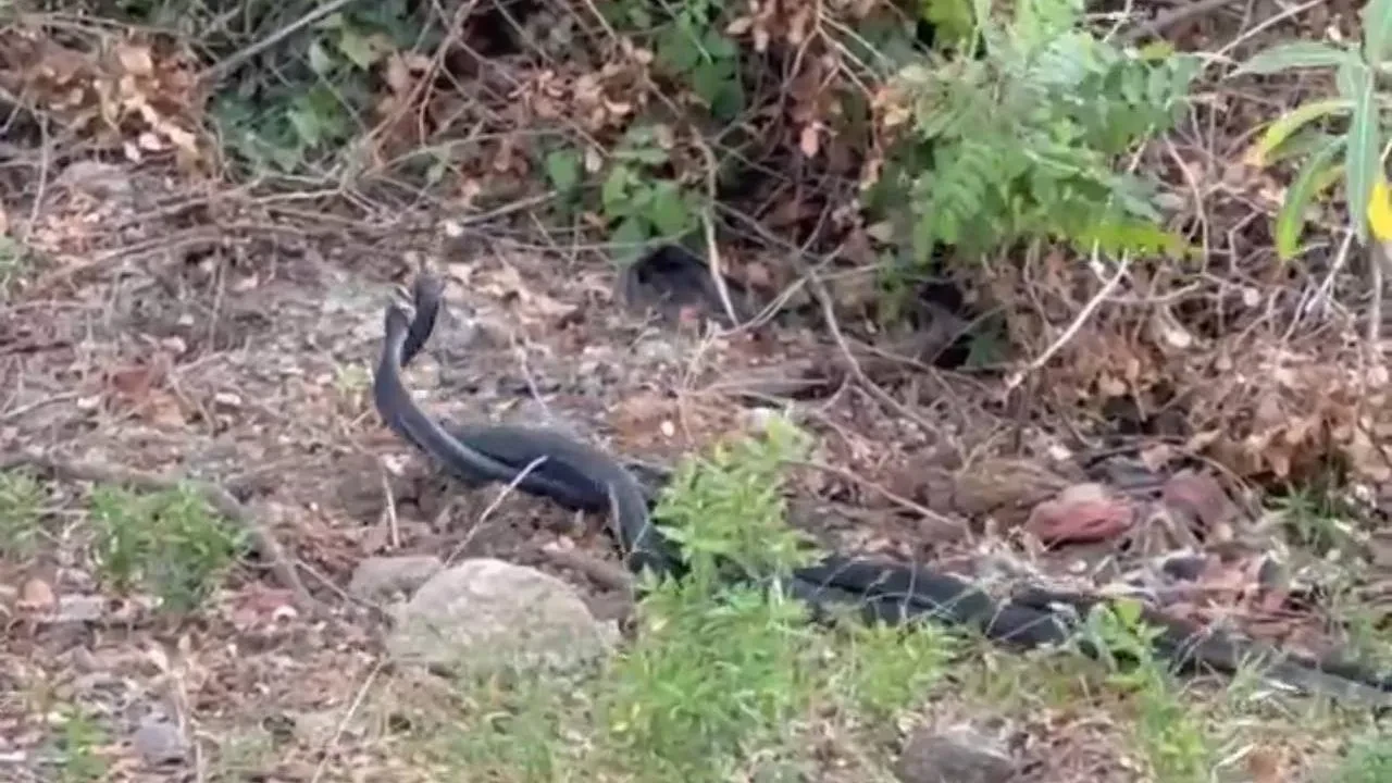 Kozanda karayılanların çiftleşme dansı kameralara yansıdı