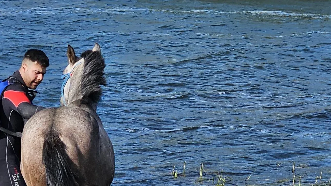 Çıldır Gölünde mahsur kalan atı AFAD kurtardı