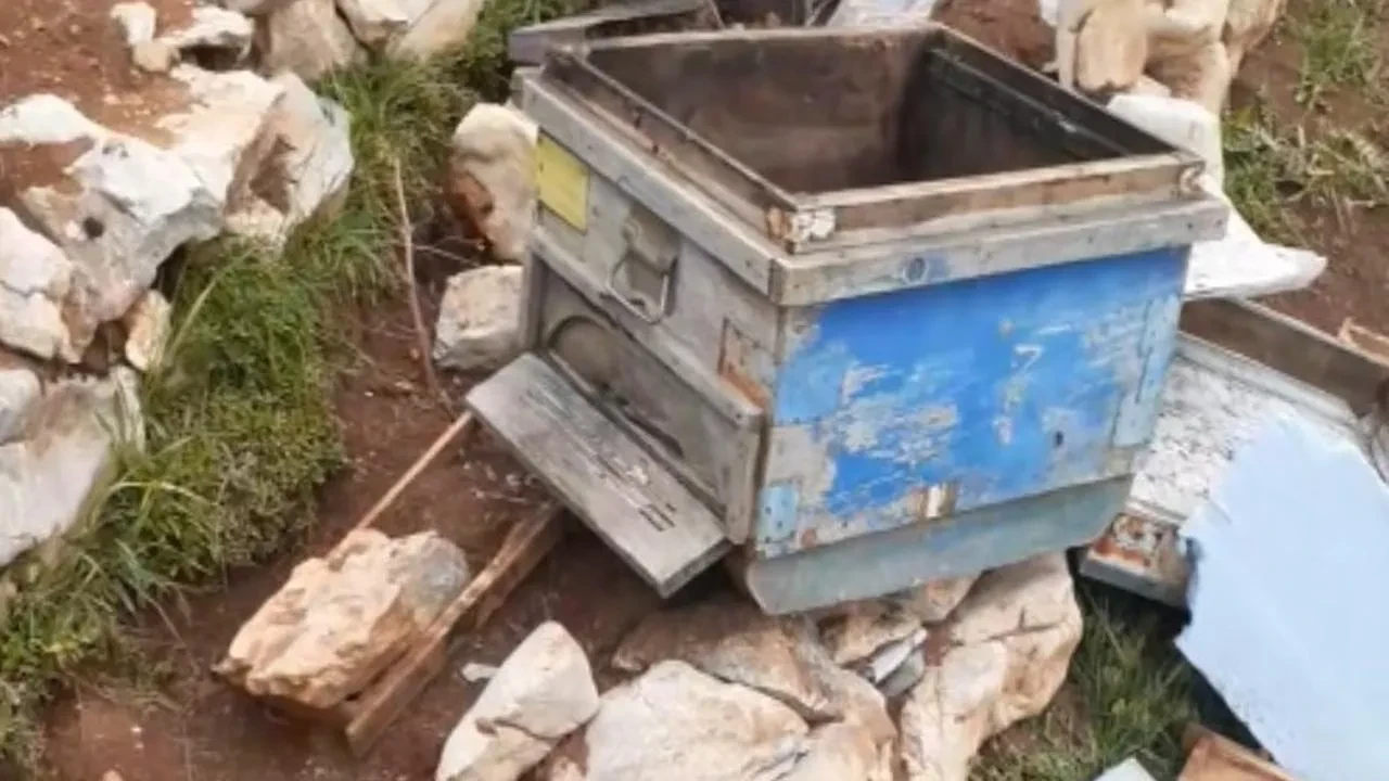 Bozkırda ayılar arı kovanlarına nasıl saldırdı