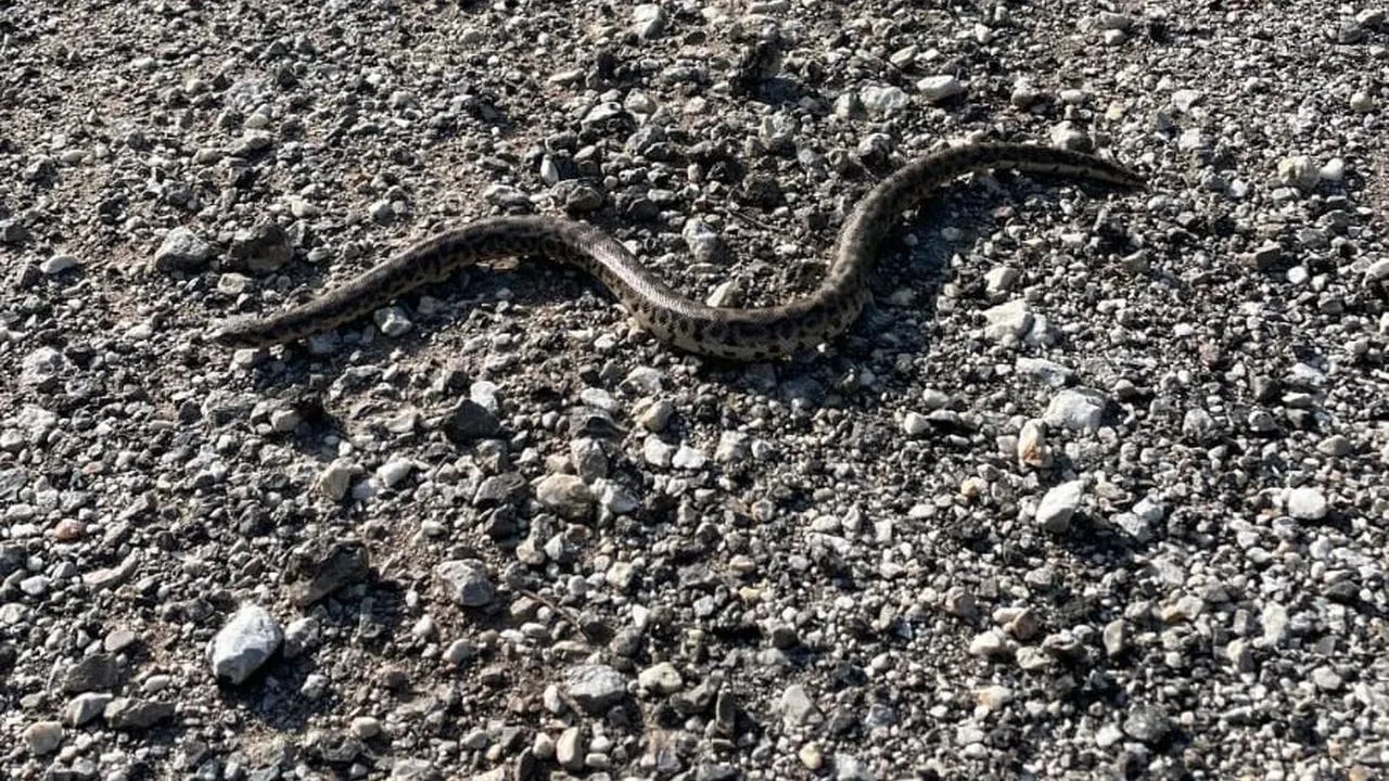 Erzincan Kemah ilçesinde nadir boa yılanı keşfedildi