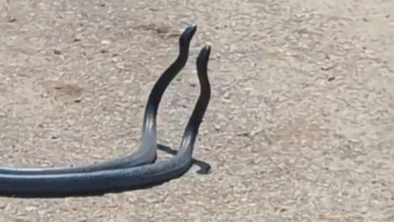 Osmaniyede yol ortasında dans eden yılanlar görüntülendi