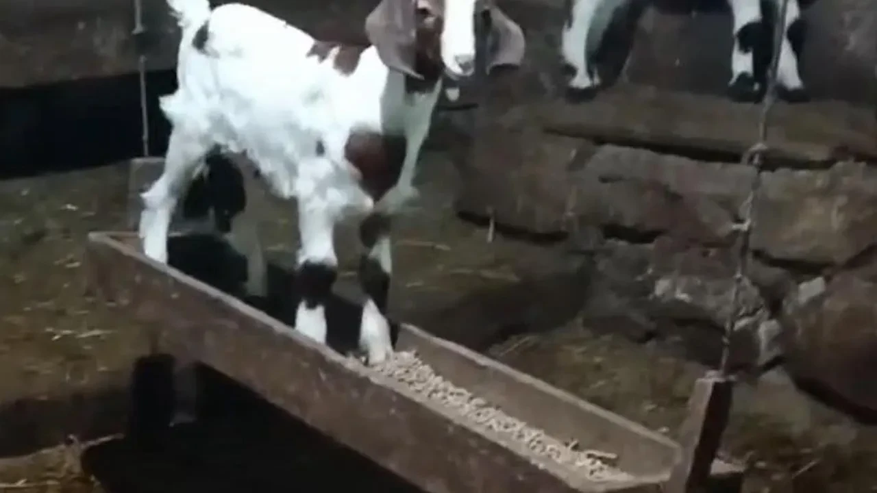 Bolulu oğlak ahırda yemliği salıncağa çevirdi