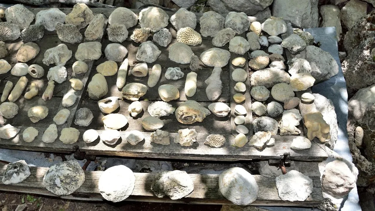 Mersin Mut fosil zenginliği yeni müzeyle keşfediliyor