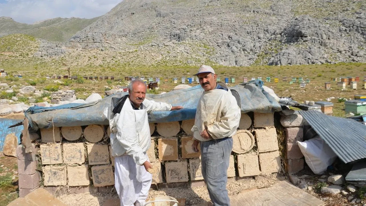 Çimi Yaylası kara kovan balı geleneği yaşatılıyor