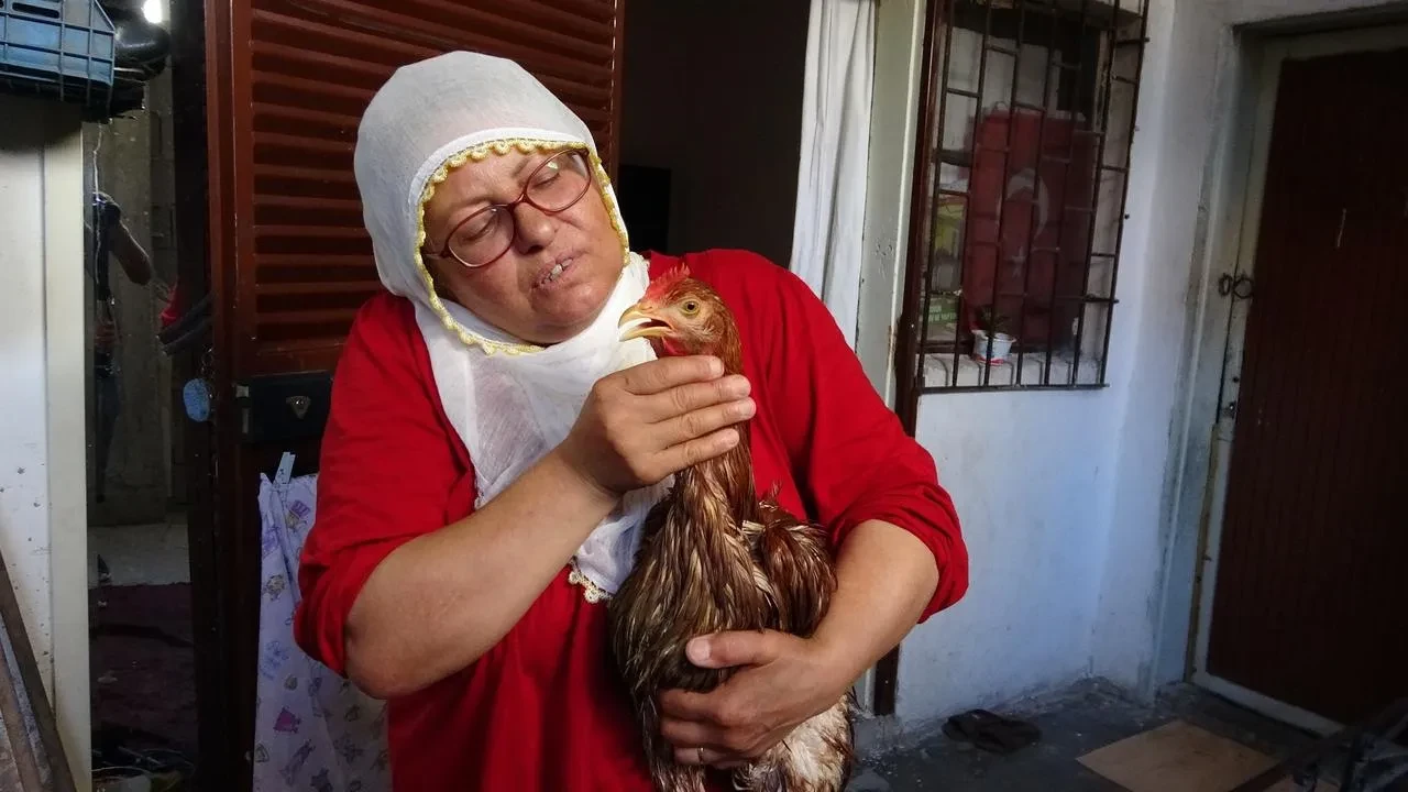 Mersinde hasta tavuk Gözde için veteriner aranıyor