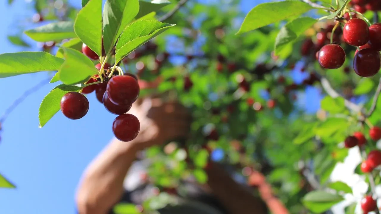 Mevsimlik tarım işçileri Doğu Anadoluda zor günler yaşıyor