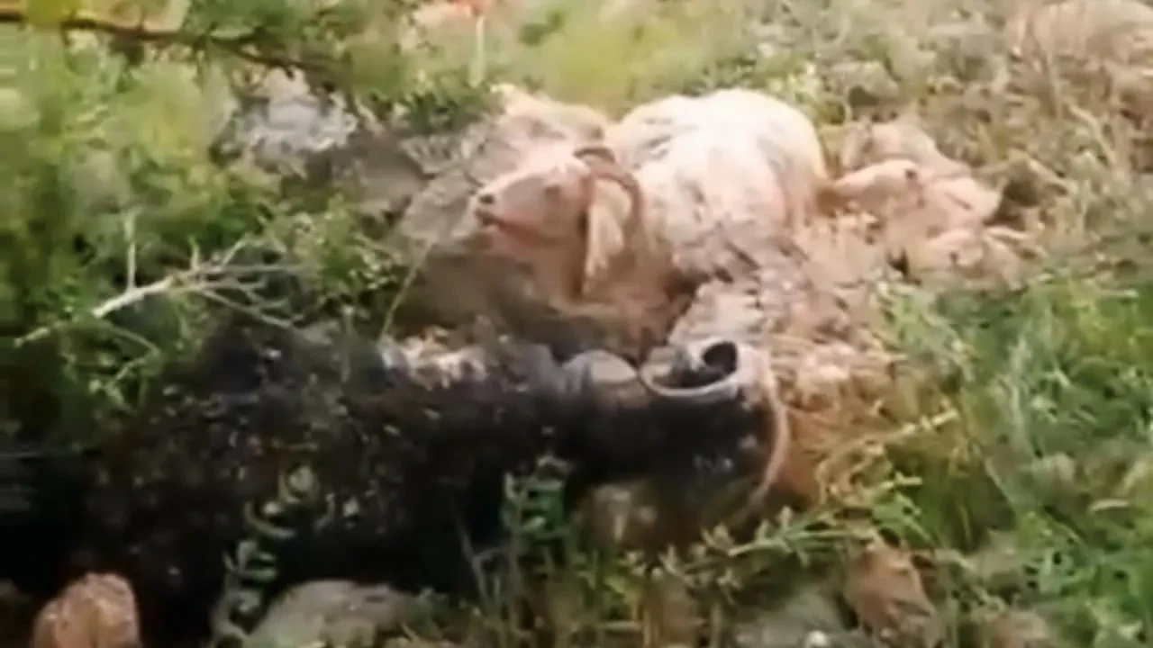 Yüksekova sürüsüne yıldırım düştü çoban kurtuldu