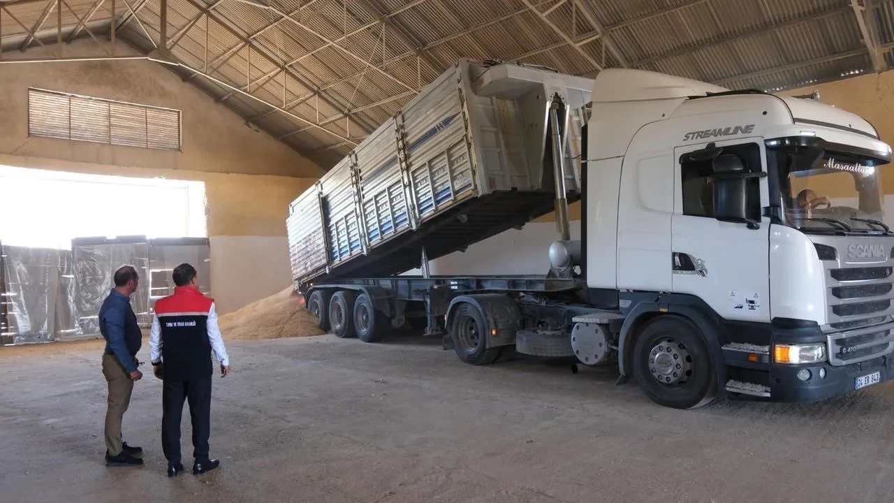 Erzincan İliç köyünde ilk arpa hasadı başladı