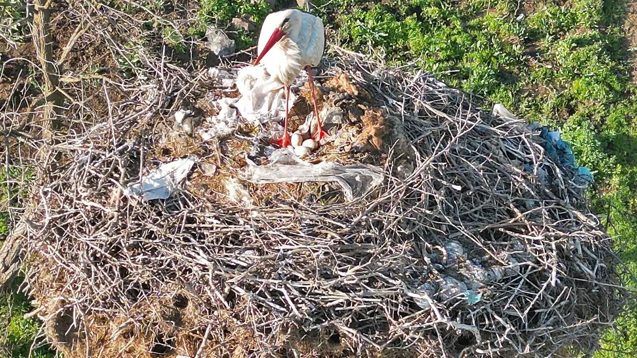 Anne leylek Bitlis Budaklı köyünde yavrularını bekliyor