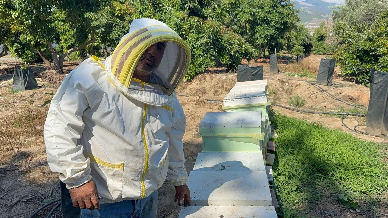 Aç ayı Gazipaşada arı kovanlarını yerle bir etti