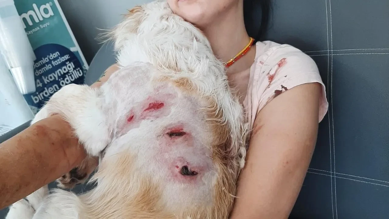 Bursada kangal köpekleri kadın ve köpeğine saldırdı