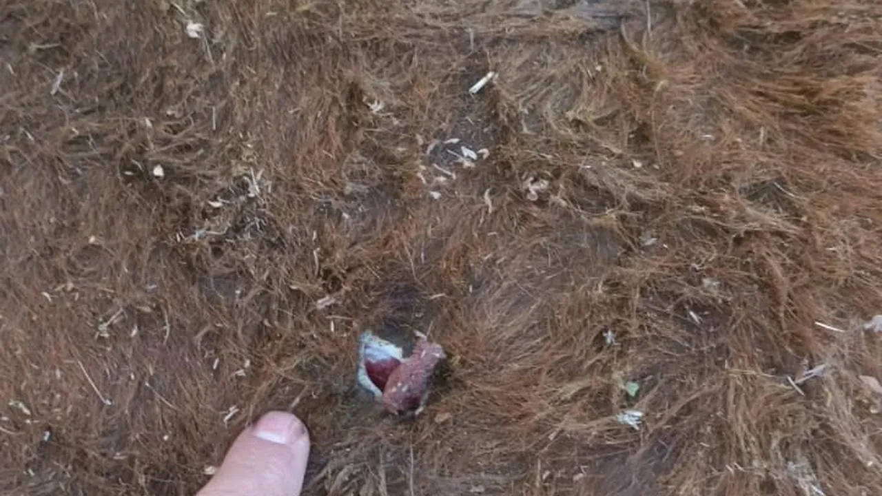 Erzurum Uzunyayla yaylasında silahlı kavga yaşandı