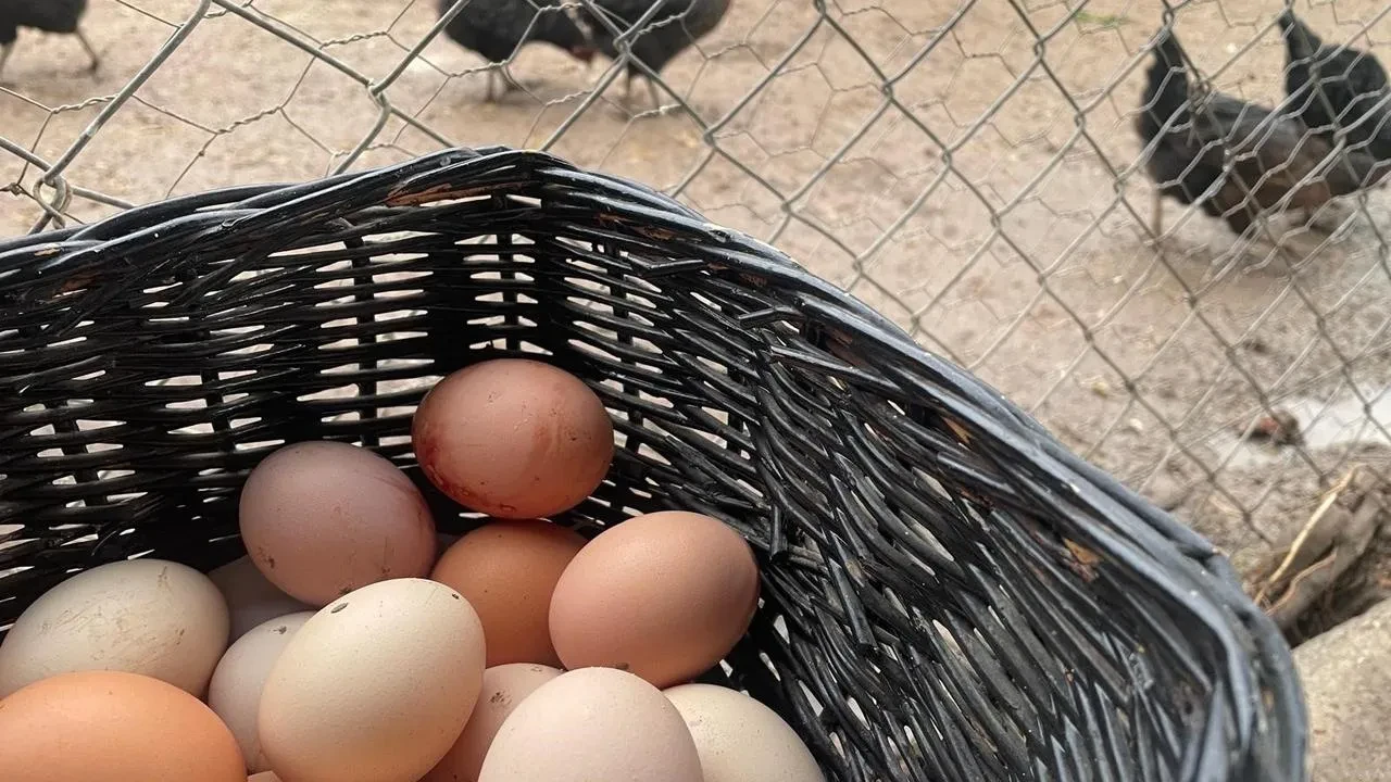 Türkiye yumurta üretimi altı ayda keskin düştü