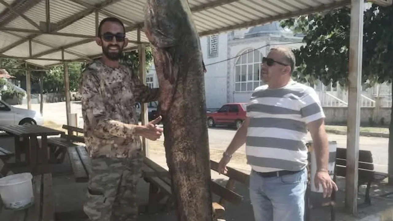 Meriç Nehrinde 80 kiloluk dev yayın balığı yakalandı