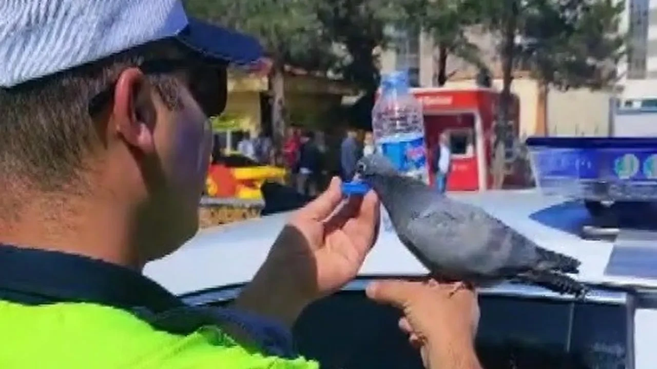Erzincanlı trafik polisinden susuz güvercine can geldi