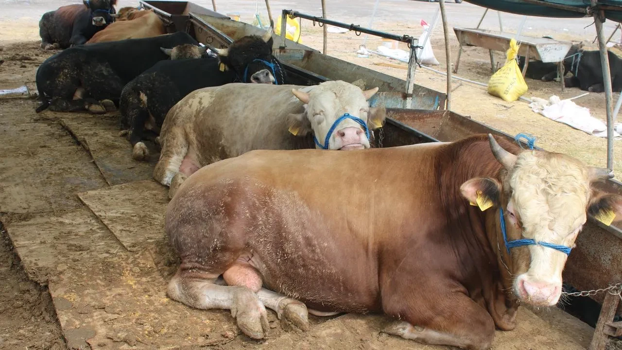Kayseri Erkilet kurban pazarında yoğun pazarlıklar başladı