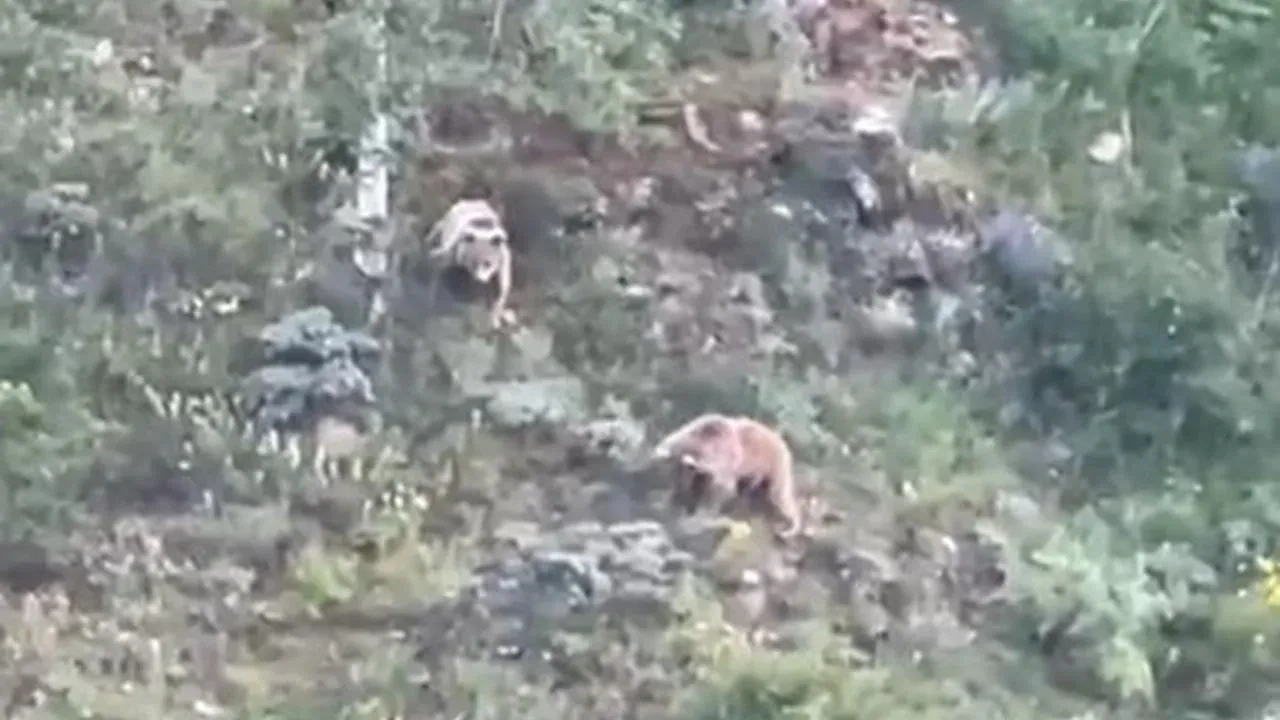 Gümüşhane köylerinde aç ayılar yiyecek için geldi