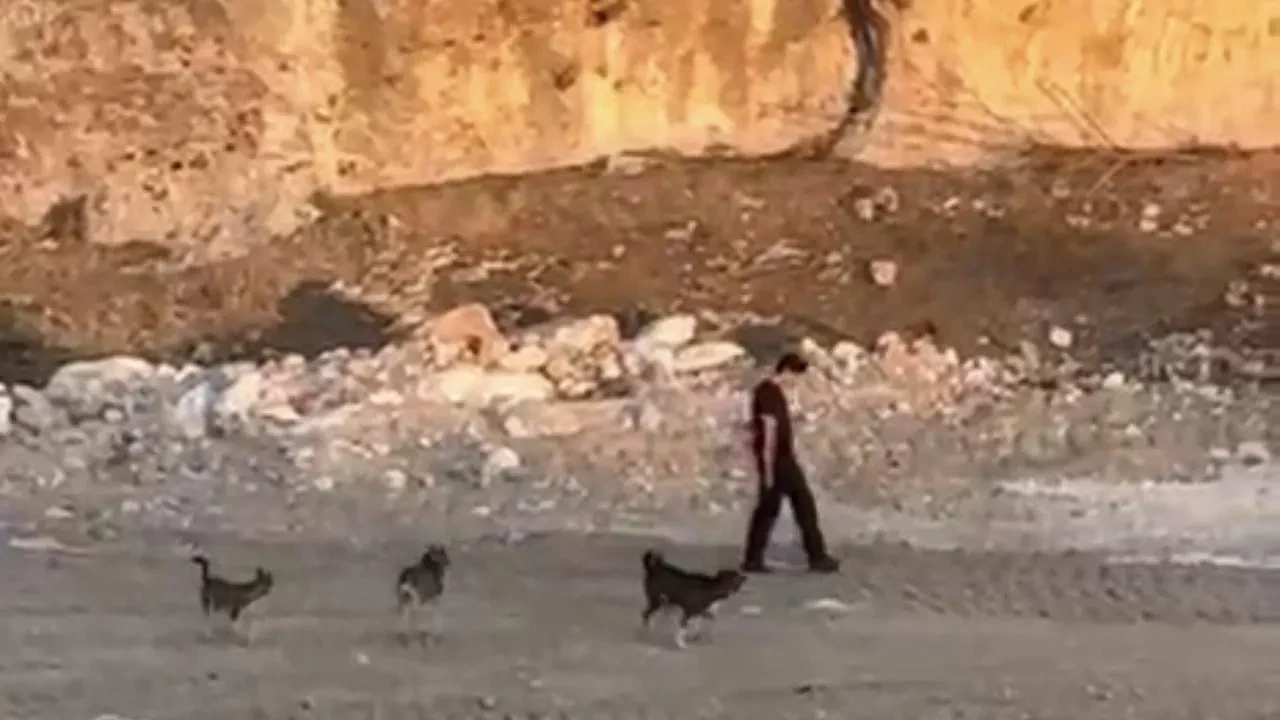 Mardin sokağında köpeklere karşı cesur yürüyüşü izleyin