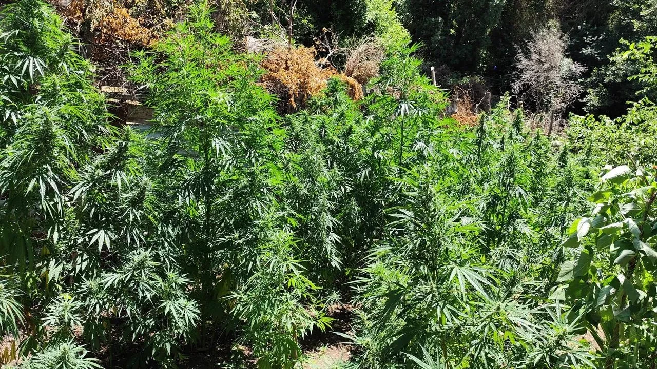 Osmaniyede kenevir yetiştirilen eve jandarma baskın yaptı