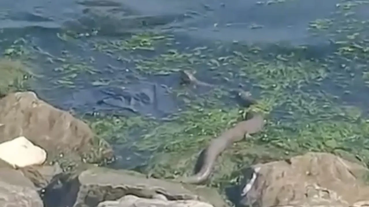 Dev yılan Kocaeli Sekaparkta sahile çıktı