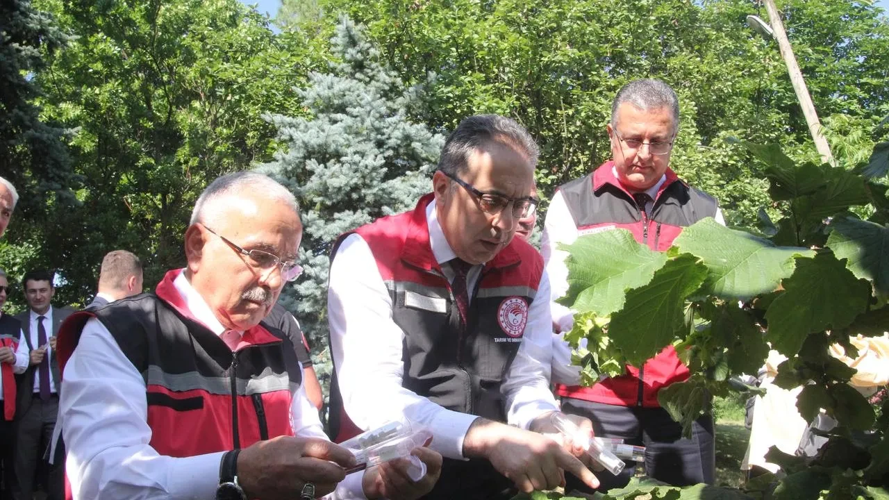 Samuray arıları Türkiyede kokarcanın peşine düşüyor