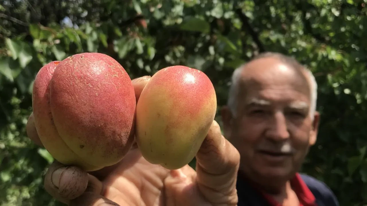 Kuru kayısı Malatya üretimi altın fiyatıyla yarışıyor