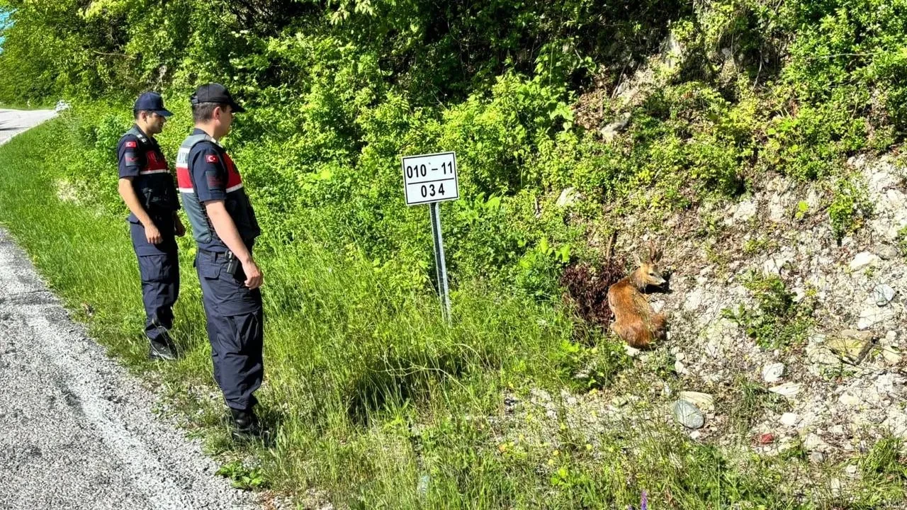 Yaralı karacalar Kastamonu Çatalzeytinde hayata döndürüldü