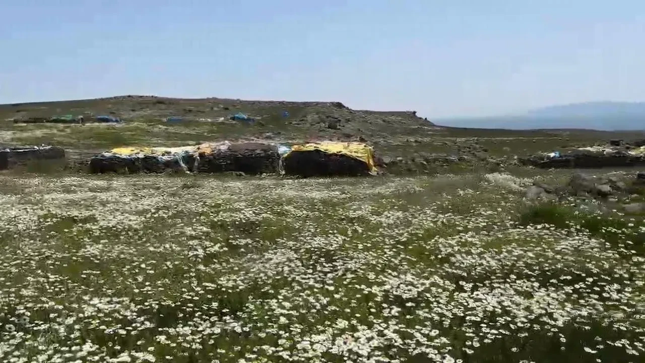 Kars Arpaçay köylüleri yaylada imece geleneğini yaşatıyor