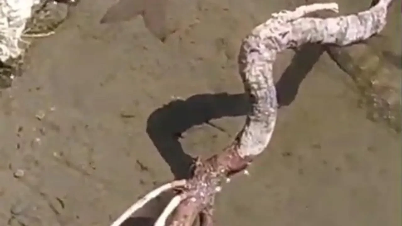 Sason Çayında yılanın balık avı kamerada kaldı