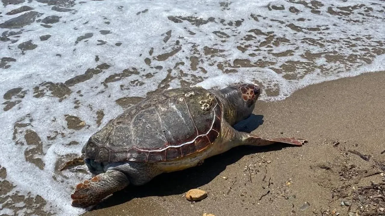 Assos sahilinde ölü Caretta Caretta kaplumbağası bulundu