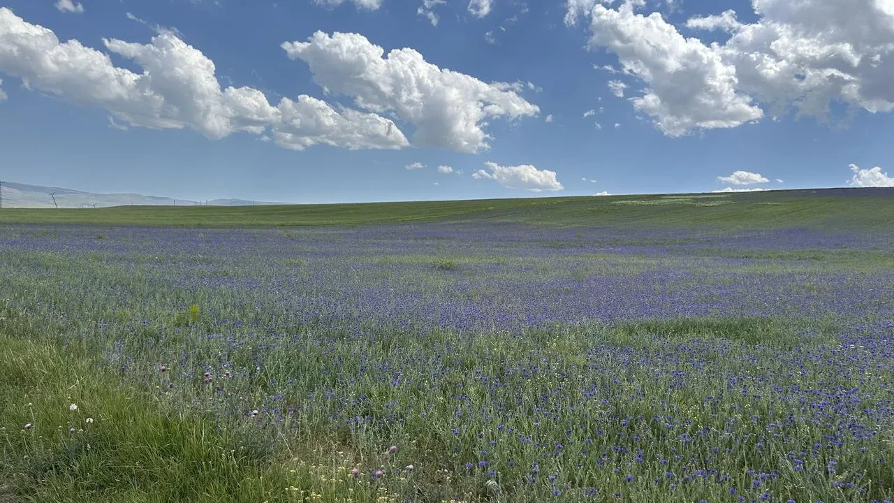 Diyadin zirveleri peygamber çiçekleriyle renklendi