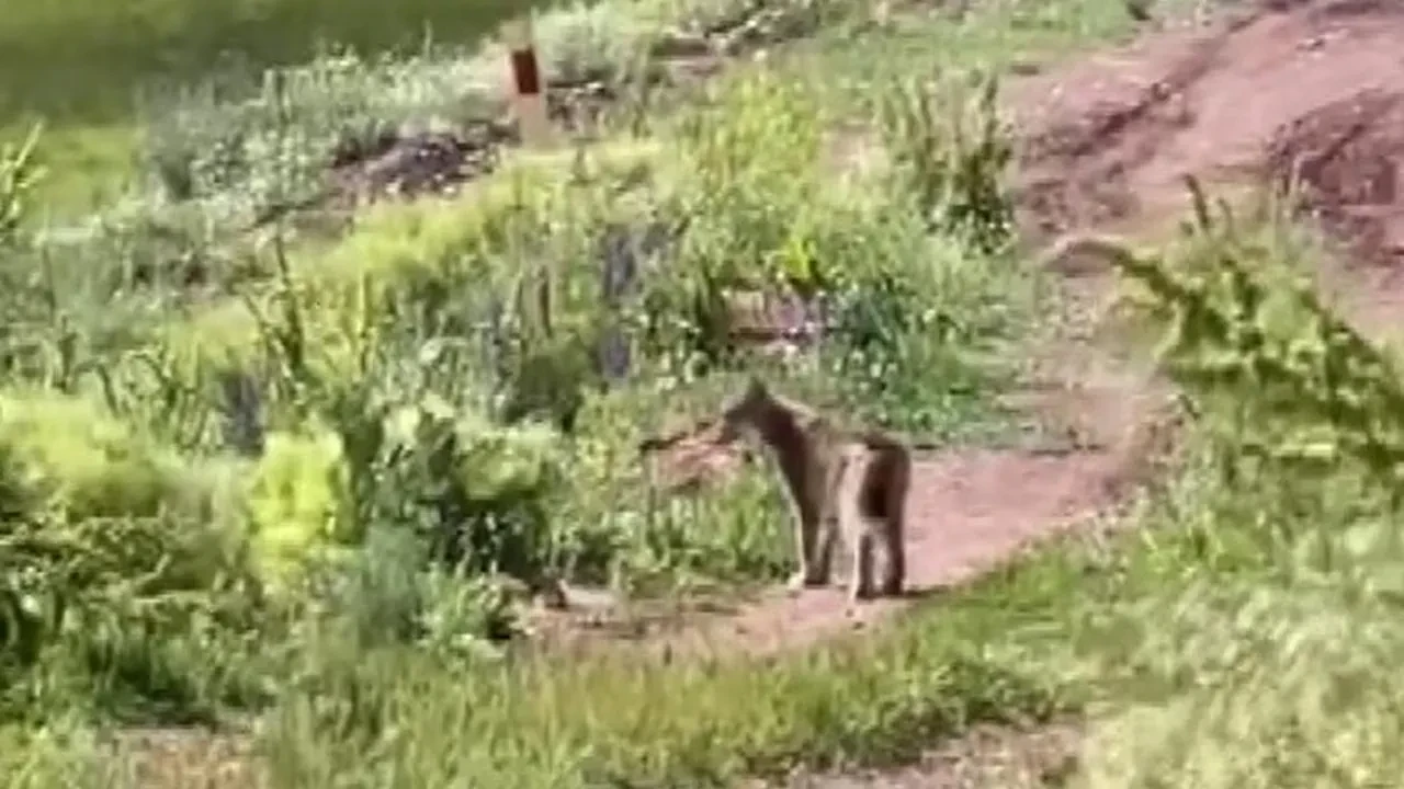 Nesli tükenen vaşak Erzincan Tercan köyünde görüntülendi