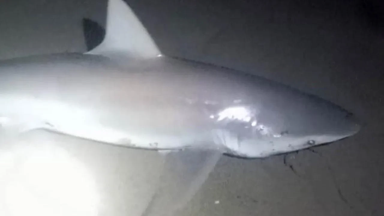 Mersin Taşucunda amatör balıkçı köpek balıklarını yakaladı