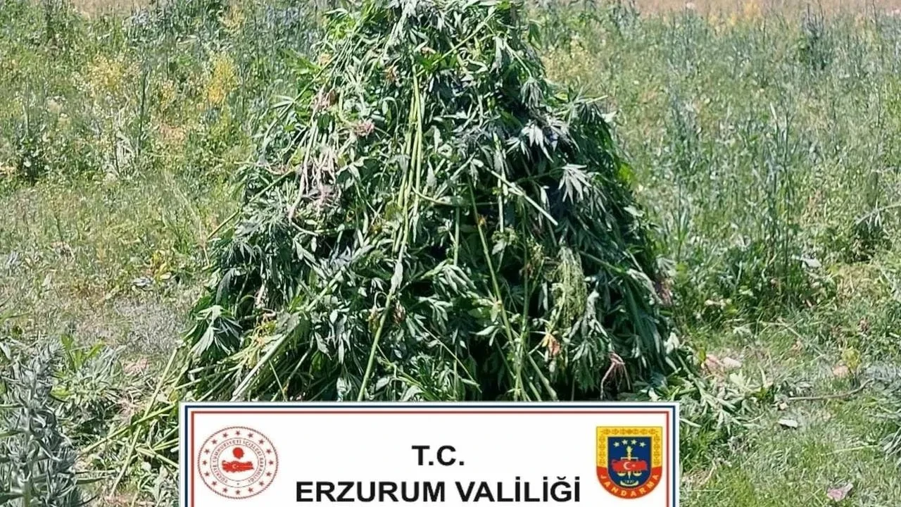 Erzurum Horasan'da 867 kök kenevir ele geçirildi
