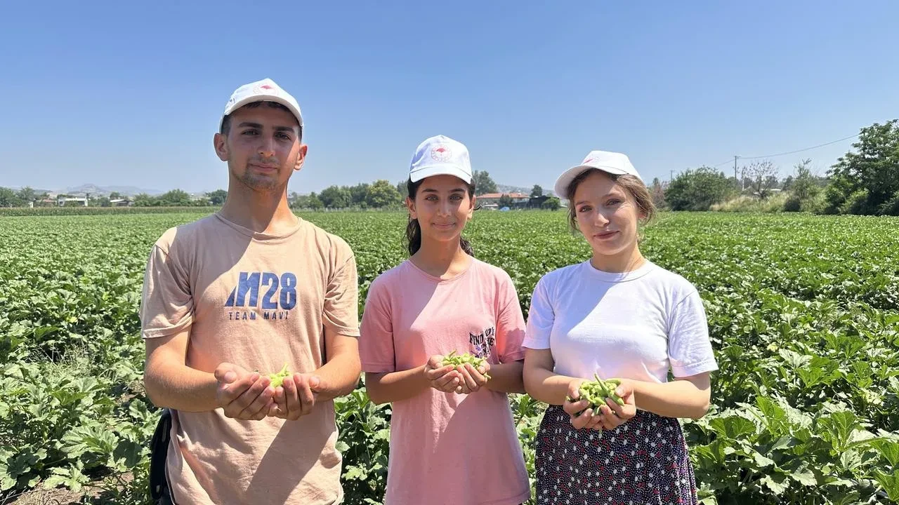 Osmaniyede bamya hasadı yeni sezonla başladı