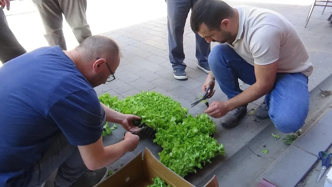 Mudurnu Ziraat Odası çiftçilere binlerce marul dağıttı