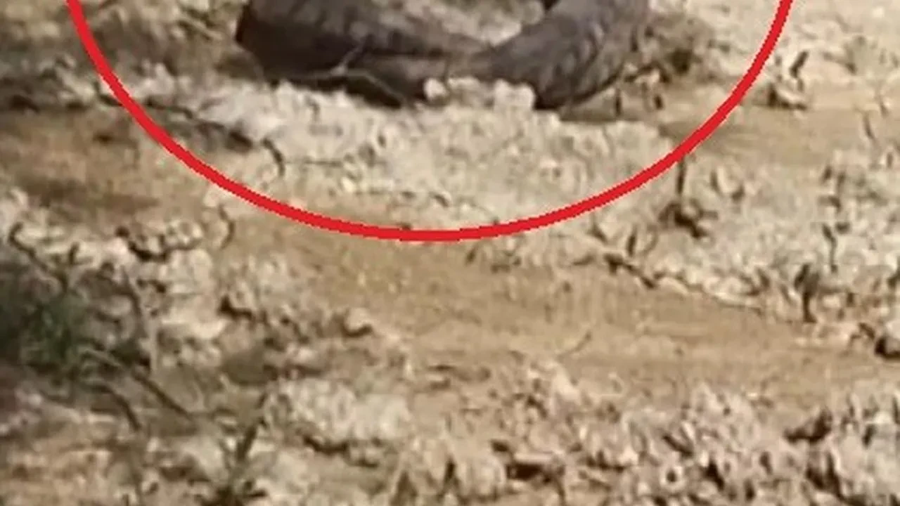 Hatay Altınözü yılanlarının çiftleşme dansı kamerada görüntülendi