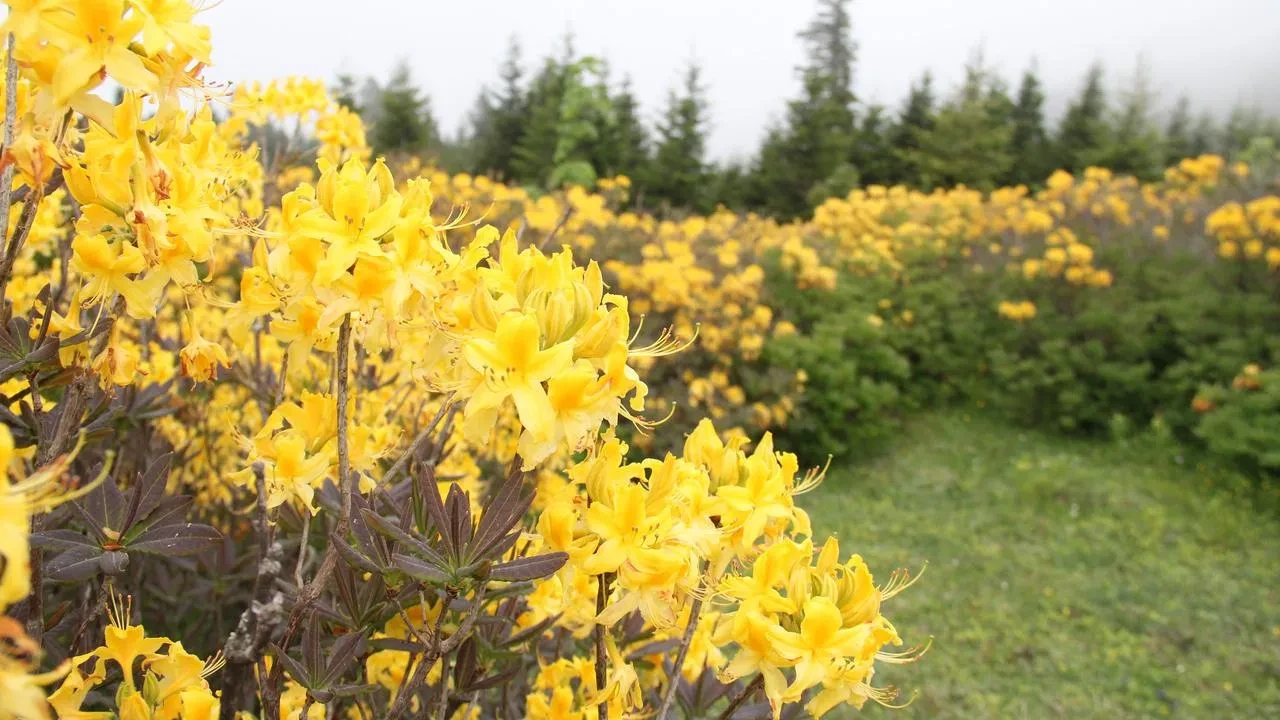 Giresun yaylaları orman gülleriyle muhteşem görüntüler sunuyor