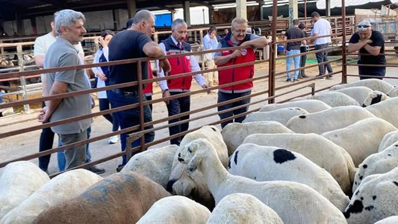 Adıyaman kurbanlık hayvan satışları sıkı denetime alındı