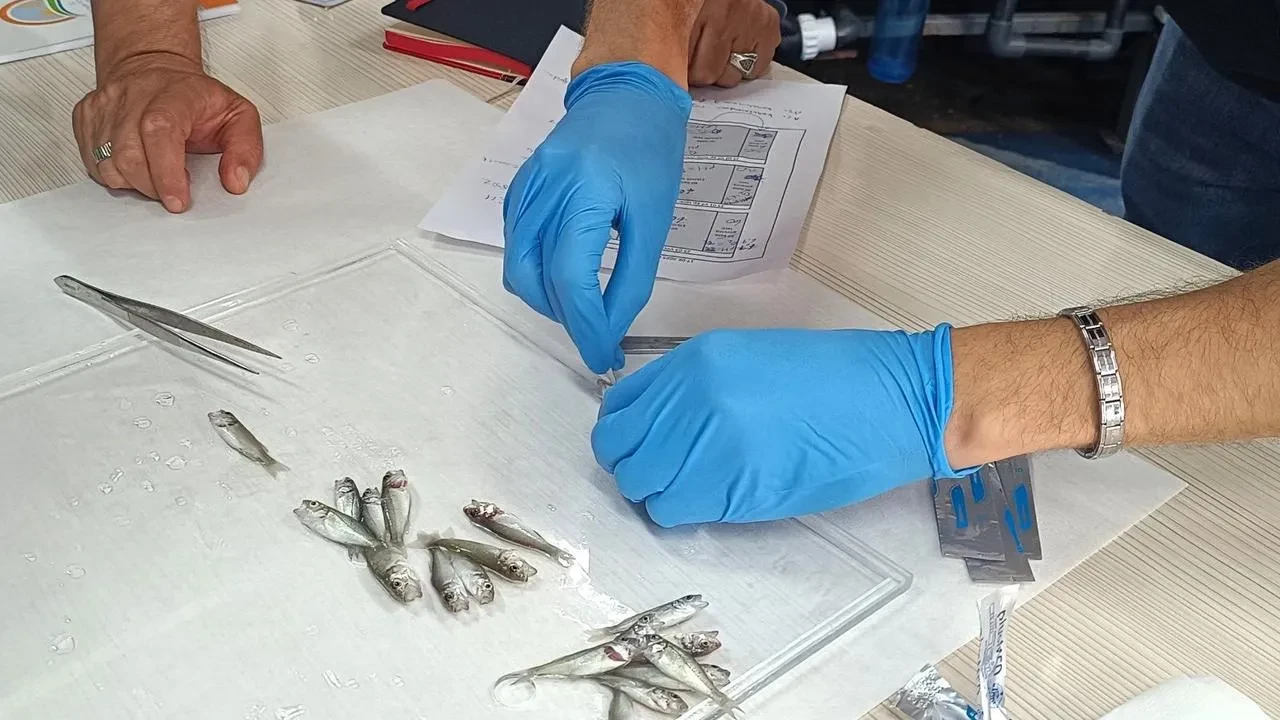 Bandırma Enstitüsü levrek balıkları için aşı geliştirdi