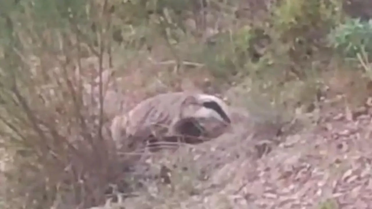 Nesli tükenen porsuk Buldan ormanlarında ortaya çıktı