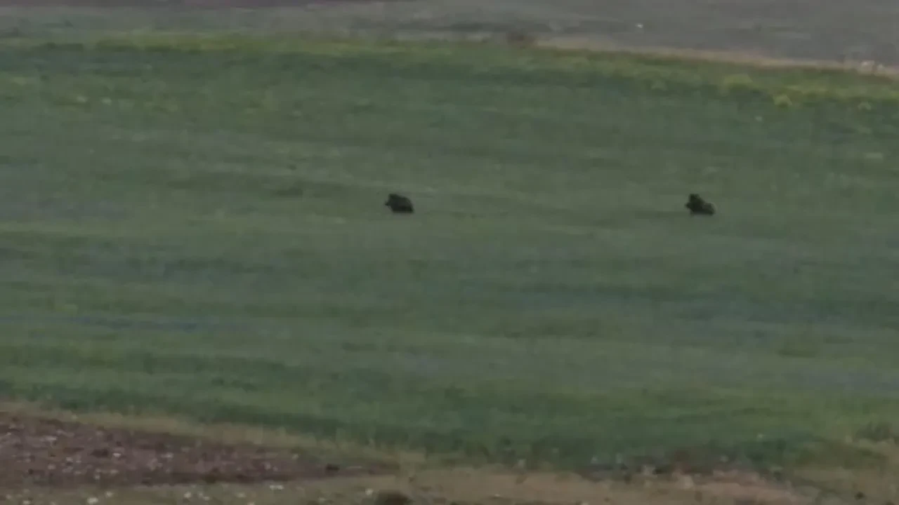 Aç domuzlar Murat Kanyonunda yiyecek arıyordu