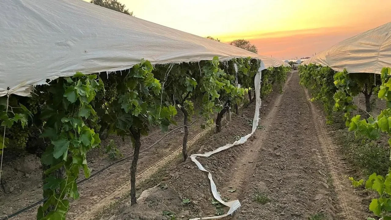 Manisada kontrolsüz traktör üzüm bağını mahvetti