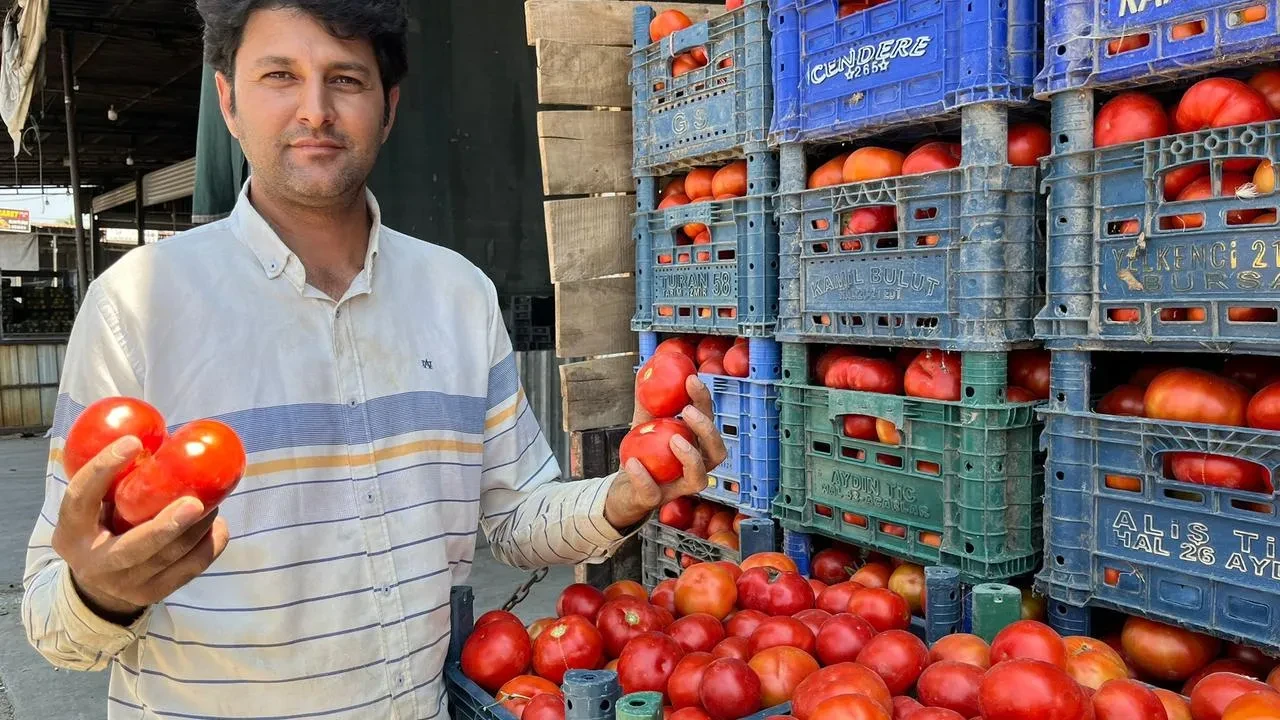 Aydın İncirliova yerli tarla domatesleri tezgahlarda satılıyor