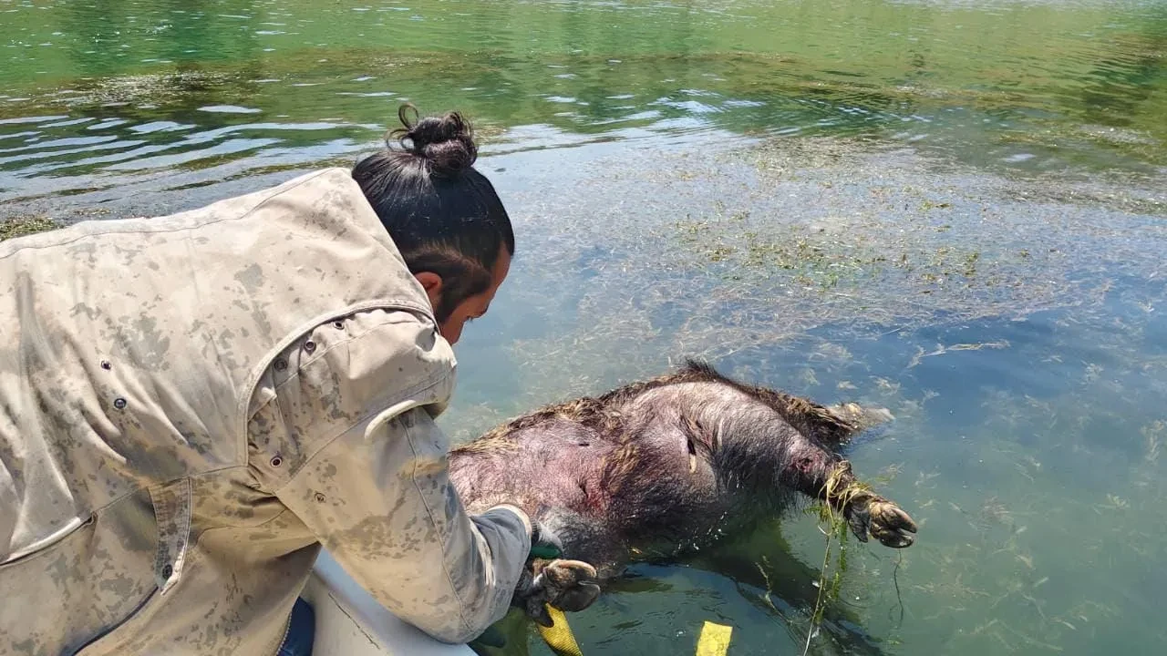 Pelitli Barajında boğulan yaban domuzu bulundu