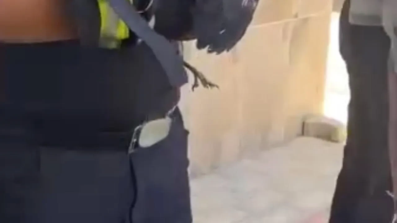 Bursada ağaca sıkışan yavru kargayı kurtardılar