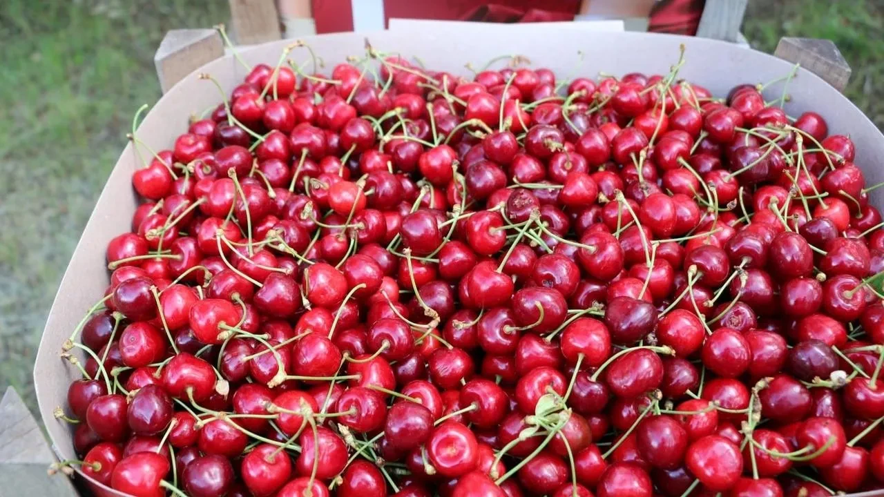 Erzincan kirazları tüm dünyaya ihraç ediliyor