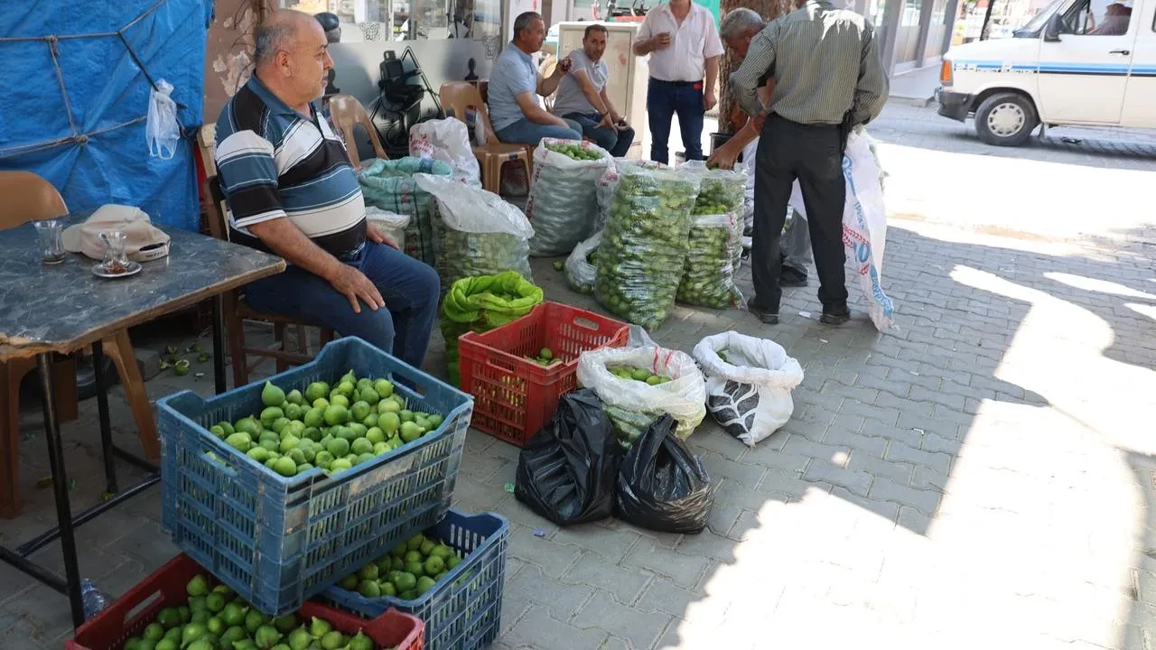 Aydın incirinde yeni sezon ilekleme işlemi başladı
