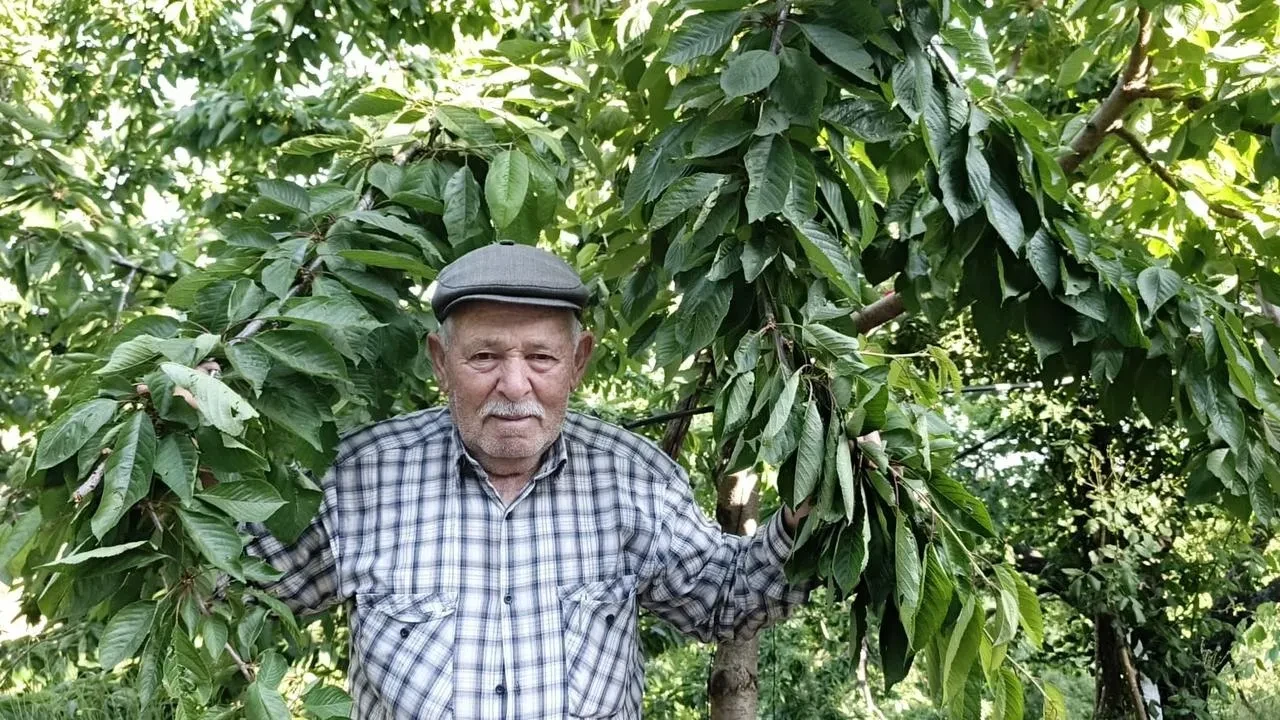 Ege Bölgesinde meyve ağaçları ürün vermiyor